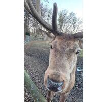 Kuschelige Ferienwohnung Harz Torfhaus St Andreasberg Braunlage