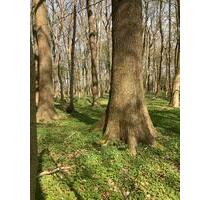 Wald Forst Laubwald ca. 1,2 ha in Winnertfeld - Husum