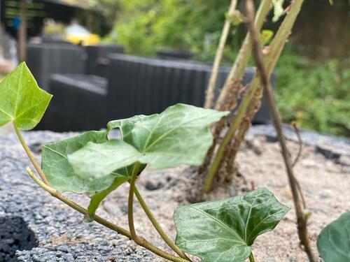 Foto - Appartment in Lahnstein Friedrichssegen