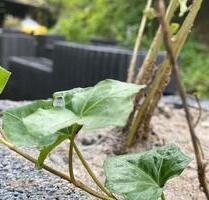 Appartment in Lahnstein Friedrichssegen