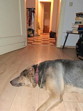 Foto - Heiligenroth, 90qm, Zimmer frei in 2er WG, hundelieb, Garten