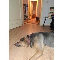 Heiligenroth, 90qm, Zimmer frei in 2er WG, hundelieb, Garten - Nentershausen