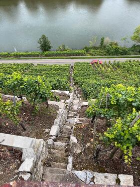 Foto - Weinberg Steillage Top Lage am Neckar mit alten Trollinger Reben