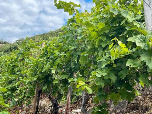 Foto - Grundst&uuml;ck in Gemmrigheim