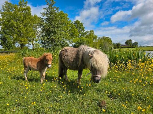 Foto - Ferienwohnung Ostsee Urlaub a.d Bauernhof Tiere