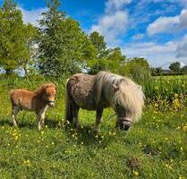 Ferienwohnung Ostsee Urlaub a.d Bauernhof Tiere - Schönwalde am Bungsberg