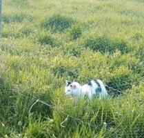 WG-Zimmer im großem Fachwerkhaus - Albertshofen