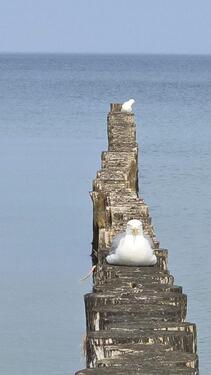 Foto - 2 Zimmer Wohnung in Warnemünde - 900,00&nbsp;EUR Kaltmiete, ca.&nbsp; 52,00&nbsp;m&sup2;