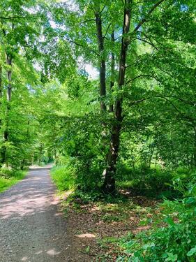 Foto - Partnerbaum Friedwald Münsterland
