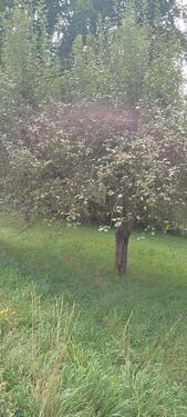 Foto - Grundst&uuml;ck in Hüttisheim zur Miete