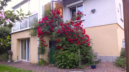 Foto - 3 Zimmer Einfamilienhaus zum Kaufen in Klettbach