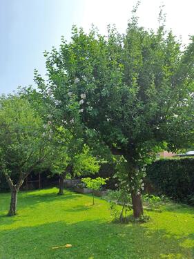 Foto - 3 Zimmer andere in Vettelschoß