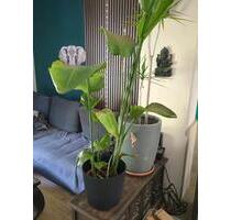 Wohnung 80qm - 1.200,00&nbsp;EUR Kaltmiete, ca.&nbsp; 80,00&nbsp;m&sup2; in Berlin (PLZ: 13129) Pankow