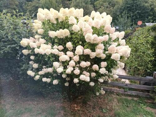 Foto - 3 Zimmer Einfamilienhaus zum Kaufen in Steimel