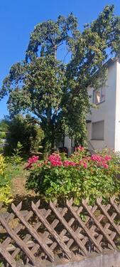 Foto - Einfamilienhaus in Dreieich