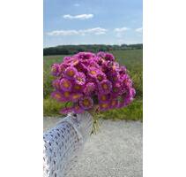 Pachtgarten abzugeben - 2.700,00&nbsp;EUR Kaltmiete, ca.&nbsp; 0,00&nbsp;m&sup2; in Weimar (PLZ: 99427) Lützendorf