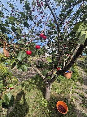 Foto - Grundst&uuml;ck in Prohn