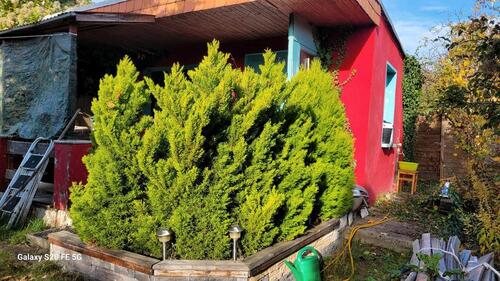 Foto - Garten in MD Neustadt abzugeben