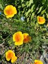 Foto - Garten abzugenrn - 350,00 EUR Kaltmiete, ca.  0,00 m²