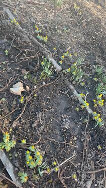 Foto - Grundst&uuml;ck zur Miete in Magdeburg