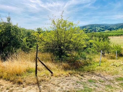 Foto - Garten Streuobstwiese in der Pfalz(76889 Schweigen) Top. Ruhig.