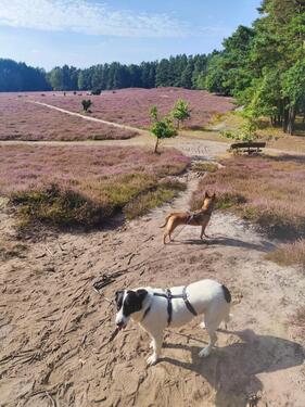 Foto - andere zur Miete in Uelzen