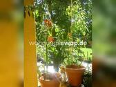 Foto - Wohnungsswap - 2 Zimmer, 57 m² - Zillertalstraße, Pankow, Berlin
