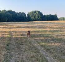 Acker, Ackerland - 3,00&nbsp;EUR Kaltmiete, ca.&nbsp; 0,00&nbsp;m&sup2; in Werder (Havel) (PLZ: 14542)