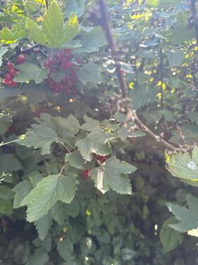 Foto - Grundstück in Schöneck/Vogtland zur Miete