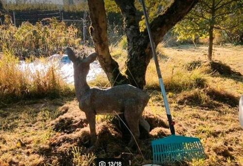 Foto - Garten Laube Pacht Neustrelitz 'Am Hundehof'