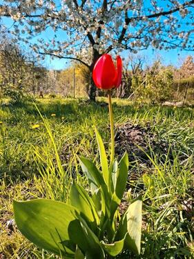 Foto - Grundst&uuml;ck zur Miete in Neustrelitz