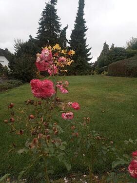 Foto - Einfamilienhaus zur Miete in Osterode am Harz