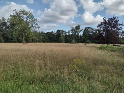 Foto - Weideland zu verpachten - 350,00 EUR Kaltmiete, ca.  0,00 m²