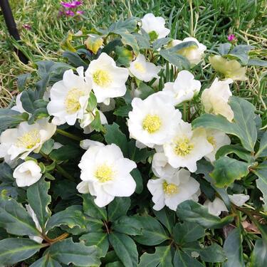 Foto - 2 Zimmer Hochparterre zur Miete in Halberstadt