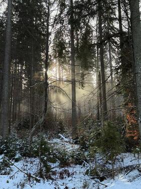 Foto - Ferienhaus Blockhaus-Chalet im Bayerischen Wald zur Miete