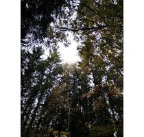 Wald, Freizeitgrundstück, Bushcraft Survival, Prepper - Putlitz