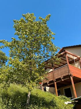 Foto - Einfamilienhaus zum Kaufen in Ettenheim