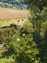 Foto - Einfamilienhaus in Ettenheim zum Kaufen