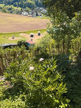 Foto - Einfamilienhaus in Ettenheim zum Kaufen