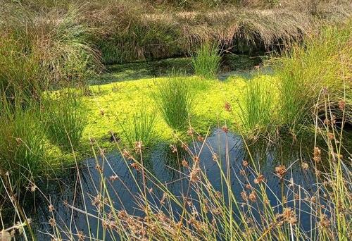 Foto - Kompensationspunkte - 5,00&nbsp;EUR Kaltmiete, ca.&nbsp; 0,00&nbsp;m&sup2;