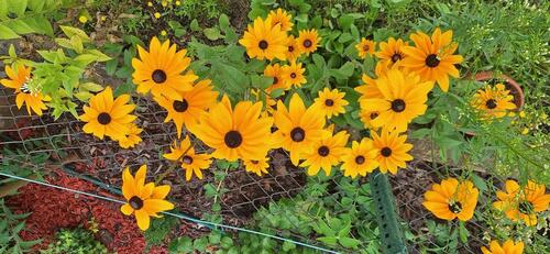 Foto - Garten.... - 300,00 EUR Kaltmiete, ca.  0,00 m²