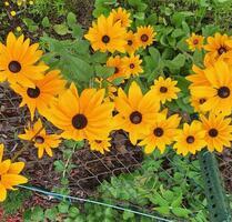 Garten.... - 300,00 EUR Kaltmiete, ca.  0,00 m² in Schwedt (Oder) (PLZ: 16303)