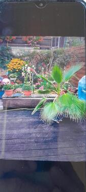 Foto - 