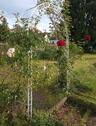 Foto - Einfamilienhaus zum Kaufen in Tröstau