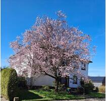 Stadtvilla in Dülmen Zentrumsnah