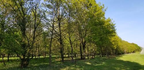 Foto - 2 ha Waldgrundstück Wald Laubwald Jungwald in der Region Hannover