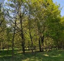2 ha Waldgrundstück Wald Laubwald Jungwald in der Region Hannover - Neustadt am Rübenberge