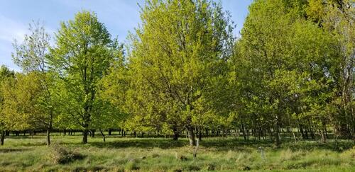Foto - Grundstück in Neustadt am Rübenberge