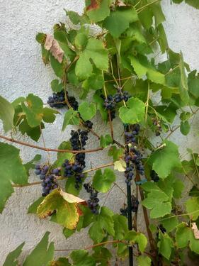 Foto - Kleingarten mit Massiv-Gartenhaus