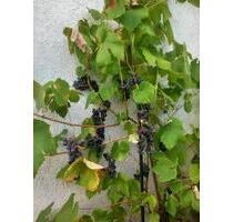 Kleingarten mit Massiv-Gartenhaus - Schwerin Neumühle